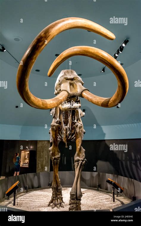 Squelette fossilisé mammouth colombien de la pièce de La Brea Tar Pits