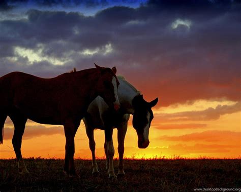 Horse Sunset Backgrounds Desktop Background