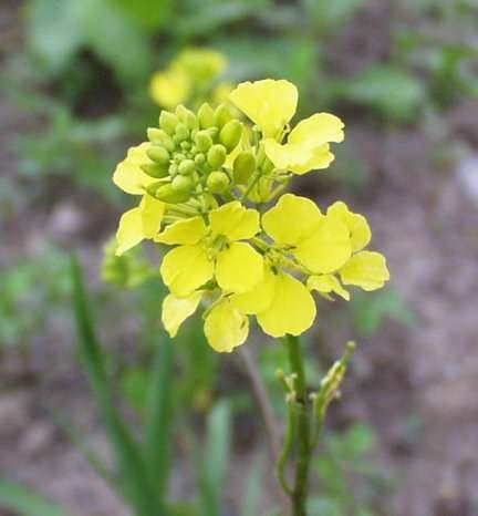 Cooking & Eating Wild Mustard Plant - PREPAREDNESS ADVICE