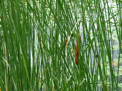 reed bed  stock photo public domain pictures