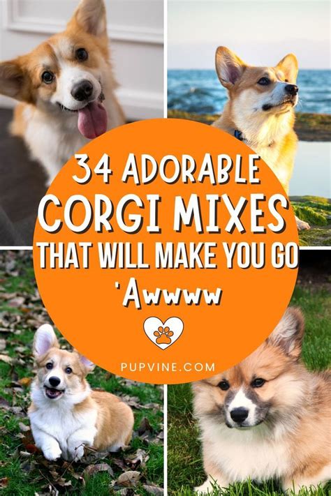 Corgi Mix Breeds Artofit