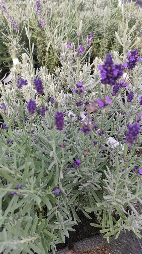 Lavandula angustifolia Essence Purple Lawenda wąskolistna Essene Purple