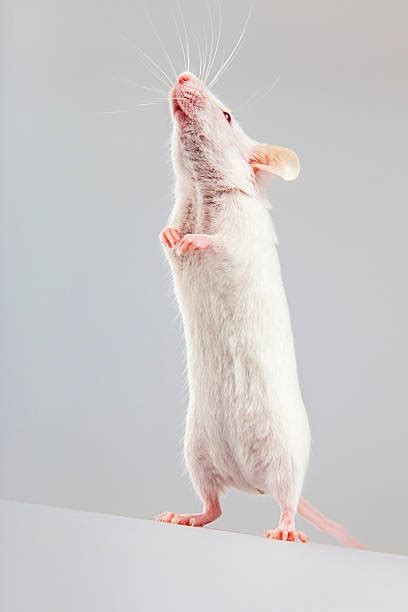 Royalty Free White Footed Mouse Pictures Images And Stock Photos Istock