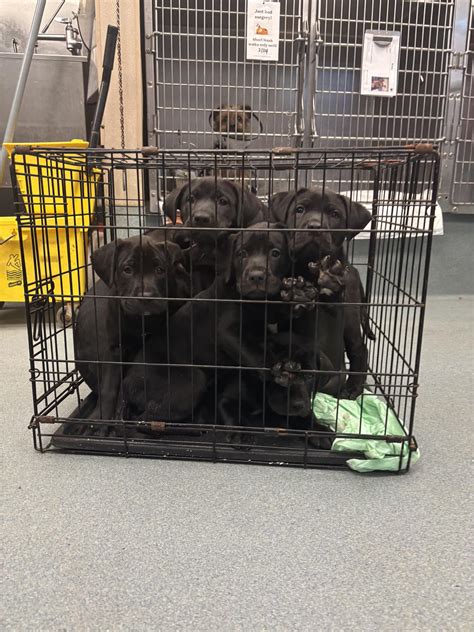 Richmond Animal Care and Control | Richmond VA