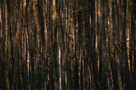 Banco De Imagens árvore Natureza Floresta Pântano Ramo Plantar