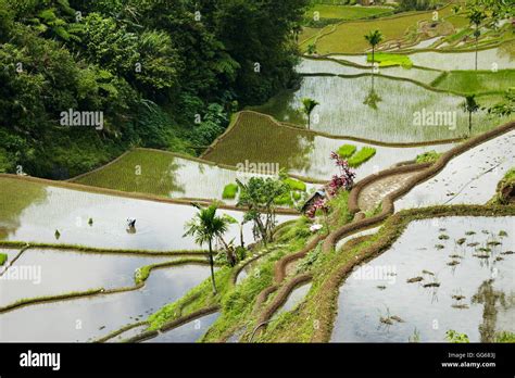 Rice Terraces Of The Philippine Cordilleras Unesco World Heritage Site