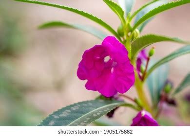 97 Impatiens Balsamina Linn Images Stock Photos Vectors Shutterstock