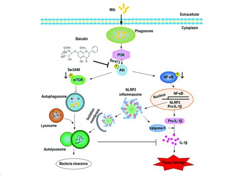 Schematic Summary Of Baicalin Driven Regulation Of Autophagy And