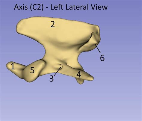 Lateral Axis Diagram Diagram Quizlet