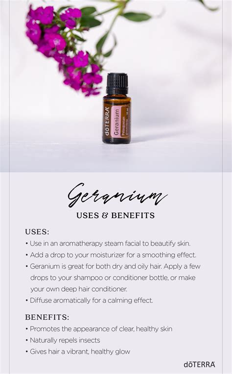 Geranium Essential Oil Benefits