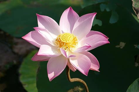 Lotus Flower In Vietnam | Best Flower Site