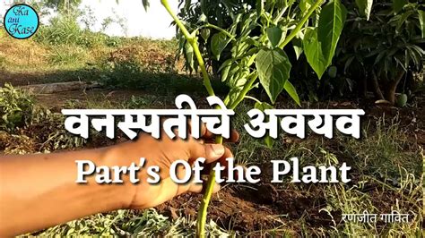 Parts Of The Plant Marathi Youtube