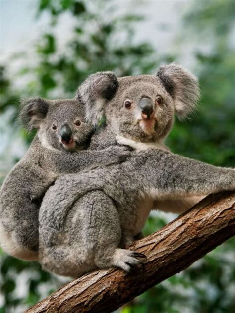 Fotos De Bichos Fofos - Os Animais Mais Fofos Do Mundo 5 Dos Animais Mais Fofos Do Mundo Que
