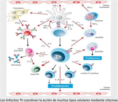 Regulaci N Por Mol Culas De Linfocitos T Paradigmia