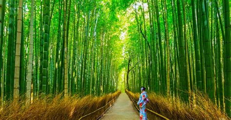 Kioto Osaka Sanzenin Bambusowy Las I 1 Dniowa Wycieczka Do Arashiyama