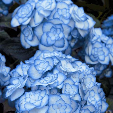 Doppelte Gefüllte Hortensie Miss Saori® Blue Hydrangea Macrophylla