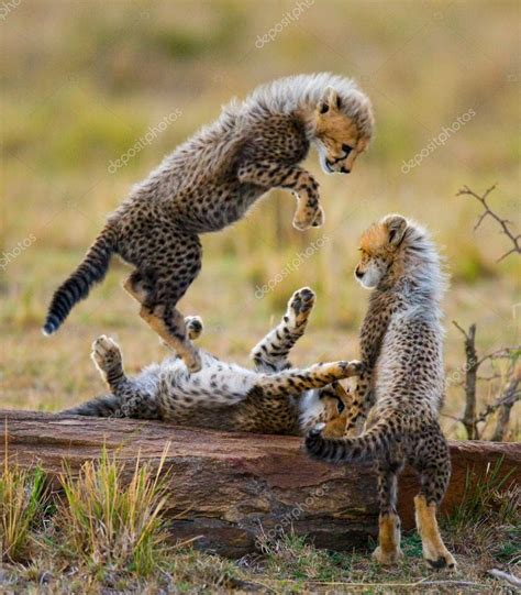 Playing cubs Cheetah — Stock Photo © GUDKOVANDREY #96098134