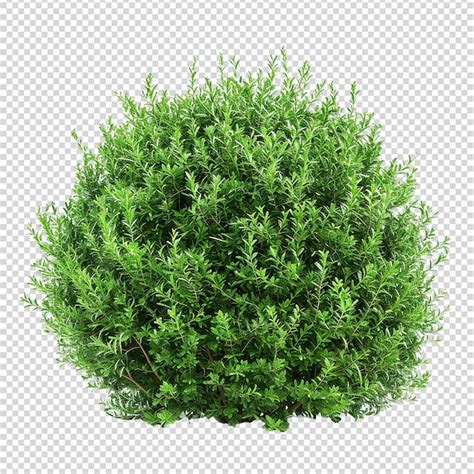 Arbusto Verde Isolado Em Fundo Transparente Png Psd Premium Gerado Ia