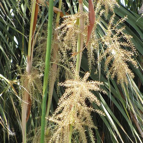 How To Grow The California Fan Palm Tree Washingtonia Filifera