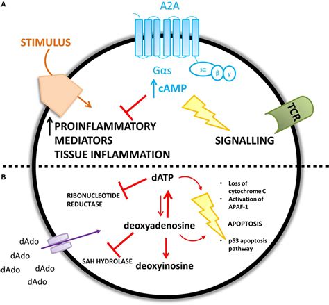 Frontiers Adenosine Deaminase Deficiency More Than Just An