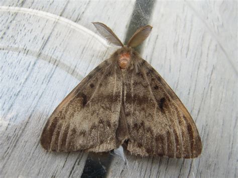 Gypsy Moth Pennsylvania Moths · Inaturalist