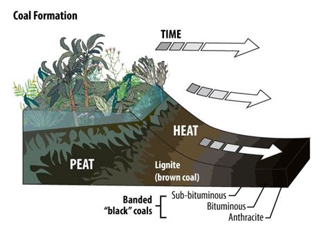 Coal Need Media 5th Grade Science Coal Formation Earth Science