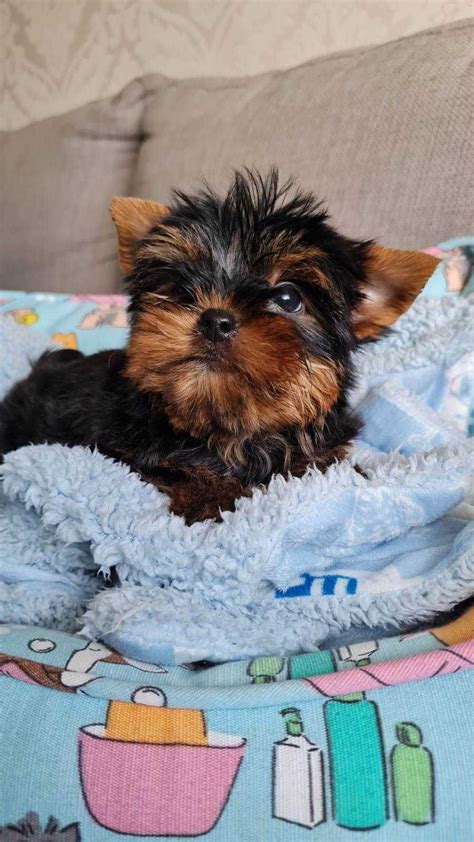 Piesek Yorkshire Terrier Miniaturka Z Rodowodem Cz Stochowa Wyczerpy