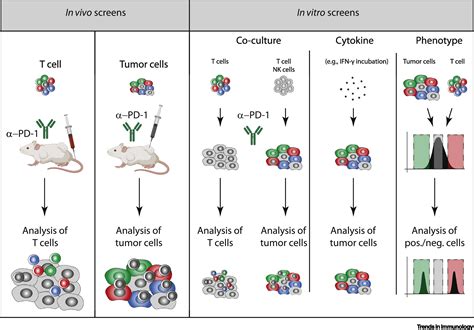 Genetic Screening For Novel Regulators Of Immune Checkpoint Molecules