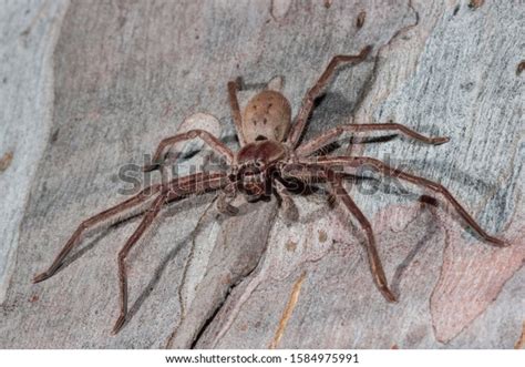 Huntsman Spider Images Search Images On Everypixel