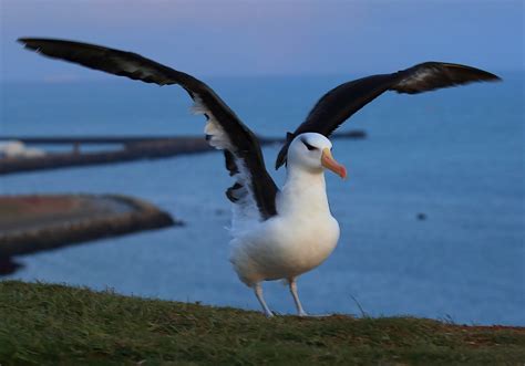 Albatross Symbolism & Meaning (+Totem, Spirit & Omens) - World Birds