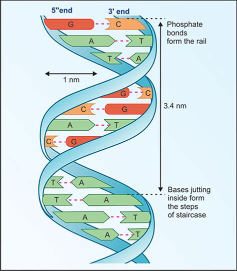 無料ダウンロード watson crick model of dna replication 833604-Watson crick ...