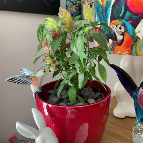 🍤 Why Are There Brown Spots on My Shrimp Plant Leaves?