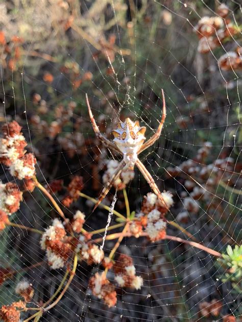 Who is she? Mission trails, San Diego Ca : r/spiders