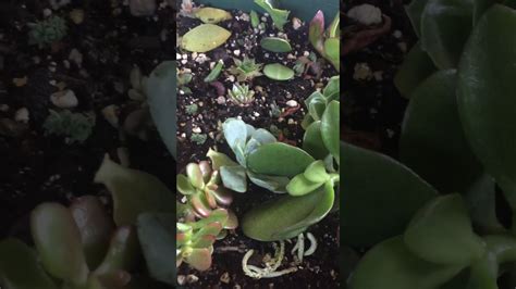 Starting Aloe Pups Without Roots - YouTube