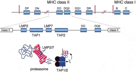 Mhc Class Ii Deficiency Catherin Carney