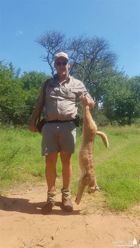 Caracal hunting | AfricaHunting.com