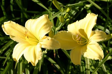 Daylily Yellow