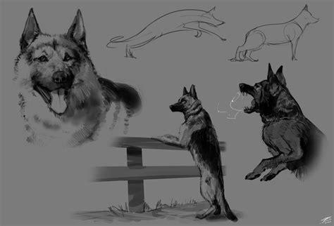 Artstation German Shepherd