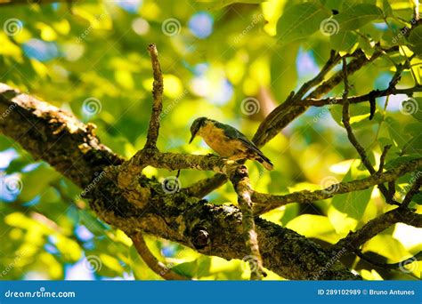 bird   tree stock image image  produce flower