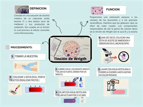 Plegable De Extendidos Perifericos PDF Histología 46 OFF