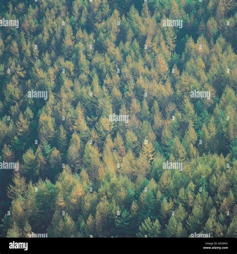 The forest filled with the needle leaf trees Stock Photo - Alamy