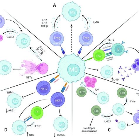 Crosstalk Between Immune Cells In Macrophage Polarization Macrophage Download Scientific