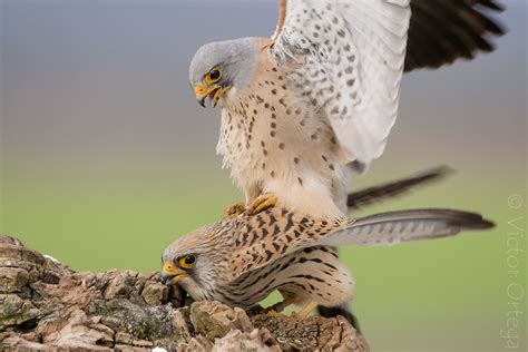 Lesser Kestrel Cernícalo primilla Falco naumanii Lesser Víctor