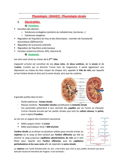 Le système rénale pass tutotours med Physiologie MAHEO