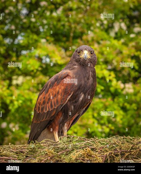 John James Audubon Portrait Hi Res Stock Photography And Images Alamy