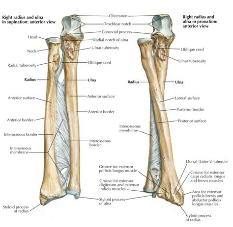 Ulna