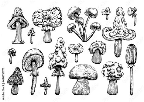 Set Of Poisonous Mushrooms Amanita Muscaria Sketch Style Grebe Deadly Fly Agaric Dangerous