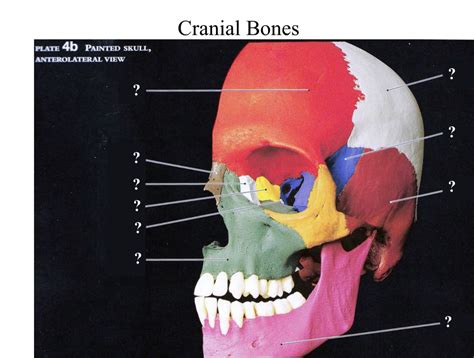 Cranial Bones Diagram | Quizlet