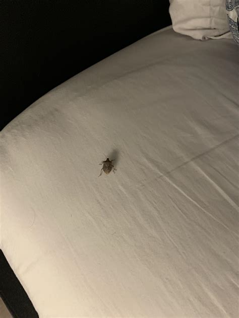 Is this a bed bug? Haven’t seen any other signs someone told me could