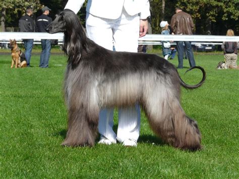 Afghan Hound on dog show photo and wallpaper. Beautiful Afghan Hound on ...